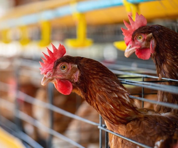 two chickens with head out of cage at poultry farm