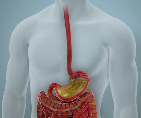 illustration of body, intestine, pancreas