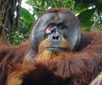Orangutan Healed His Wound With Medicinal Plant