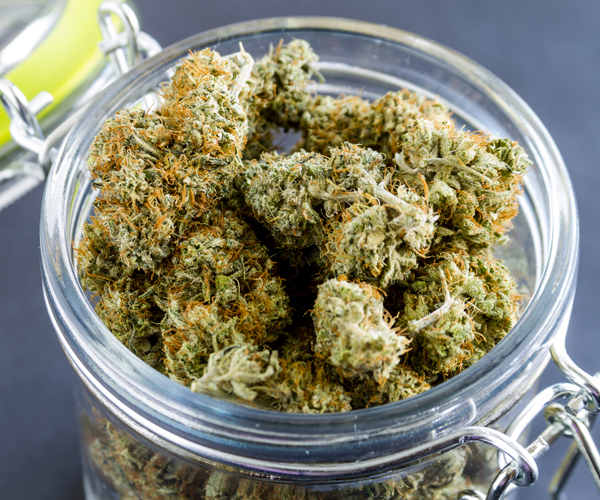 medical marijuana buds in a glass jar