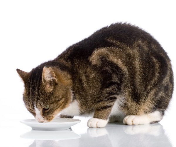 cat drinking milk from a saucer