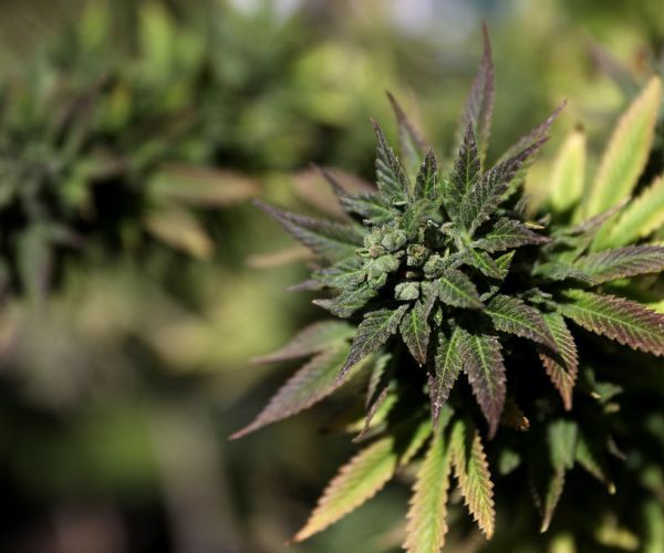 Trump Signals Support for States Deciding If Pot Is Legal