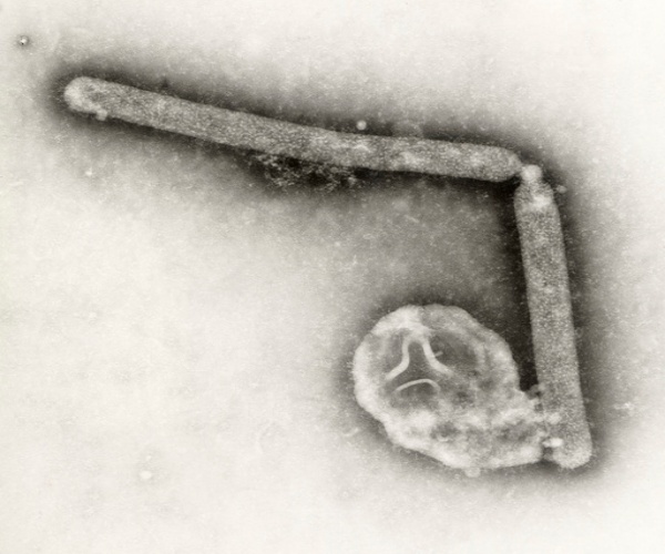 microscopic view of mutated bird flu virus