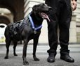 Hurricane, White House's Most-Decorated K-9, Dies