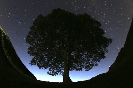 2 Men Are Standing Trial on Charges They Chopped Down Britain's Scenic Sycamore Gap Tree