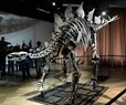 NYC Museum Unveils 'Apex,' an Almost Complete Stegosaurus