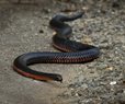 Over 100 Venomous Snakes Removed from Australian Yard