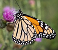 Monarch Butterfly May Gain Threatened Species Status in US