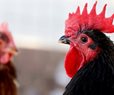 Experts Warn of Bird Flu's Pandemic Threat