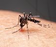 1 in 5 New Dengue Cases Due to Climate Change