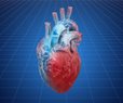 Why Cancer Immunotherapies Can Harm the Heart