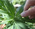 Declaring Marijuana Shortage Only Grows More Govt