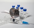 Experimental Obesity Vaccine Prevents Weight Gain