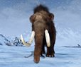 Mammoth Remains Found Nearly Intact in Siberia