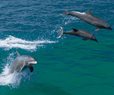 Traces of Fentanyl Found in Bottlenose Dolphins in Gulf