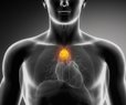 Thymus Gland Key to Fighting Cancer, Heart Disease