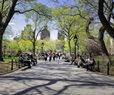 Trees Lower Heart Disease Risk in Cities
