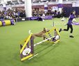 Westminster Show's Canine Athletes Get Their Piece of Super Bowl Weekend