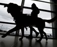 Dogs Entering US Must Be 6 Months Old, Microchipped