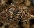 DOJ Reclassifies Marijuana As Less Dangerous Drug 