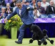 Miniature Poodle Sage Wins Westminster Kennel Club Dog Show